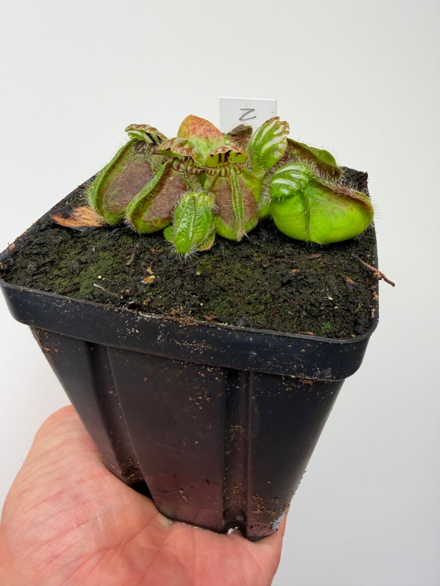 Cephalotus follicularis “Norma”
