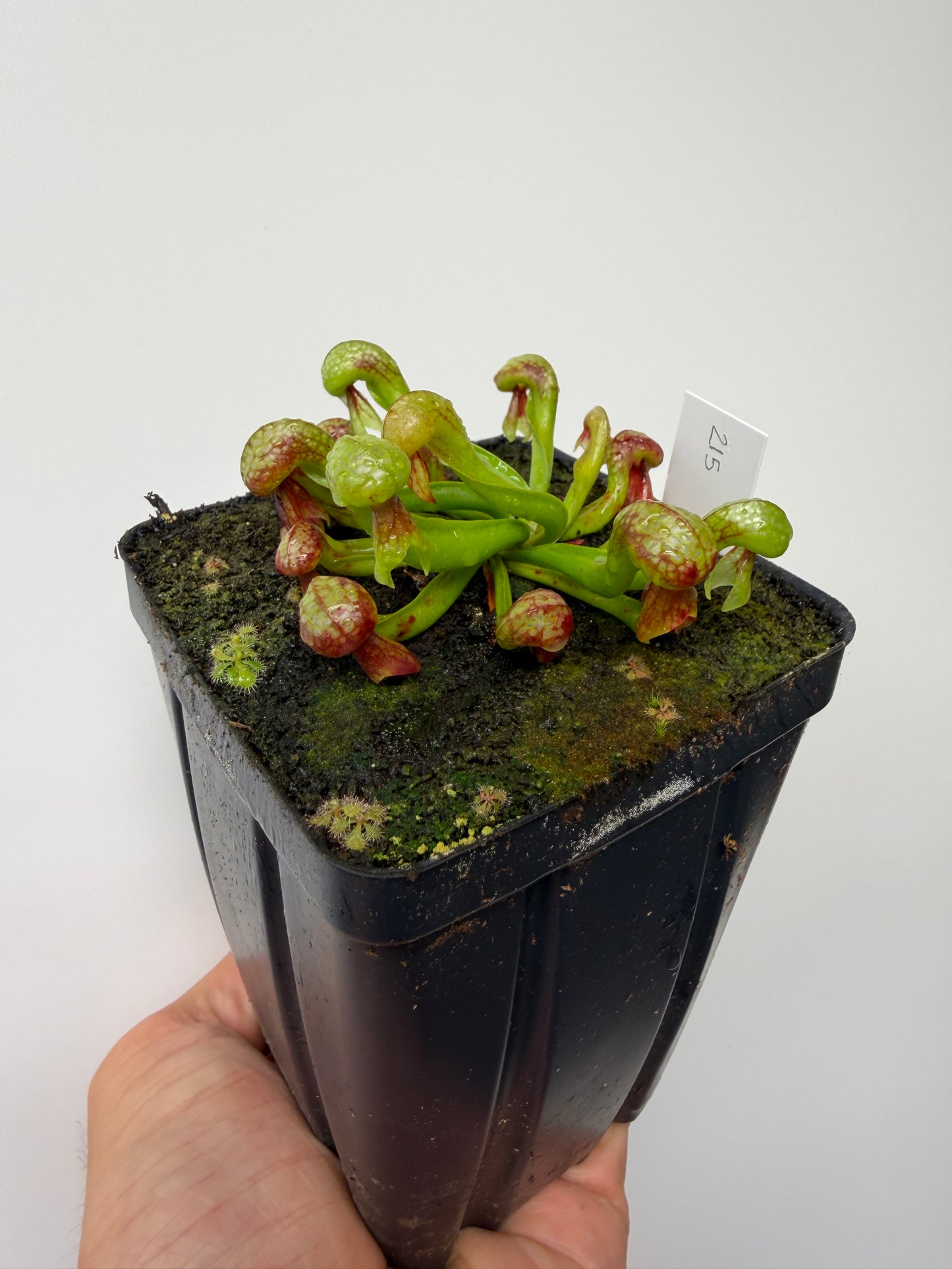 Darlingtonia californica (Cobra Pitcher Plant) - Seed Grown #215