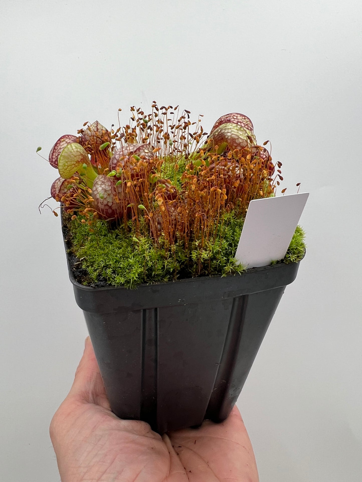 Darlingtonia californica (Cobra Pitcher Plant) - Seed Grown #154