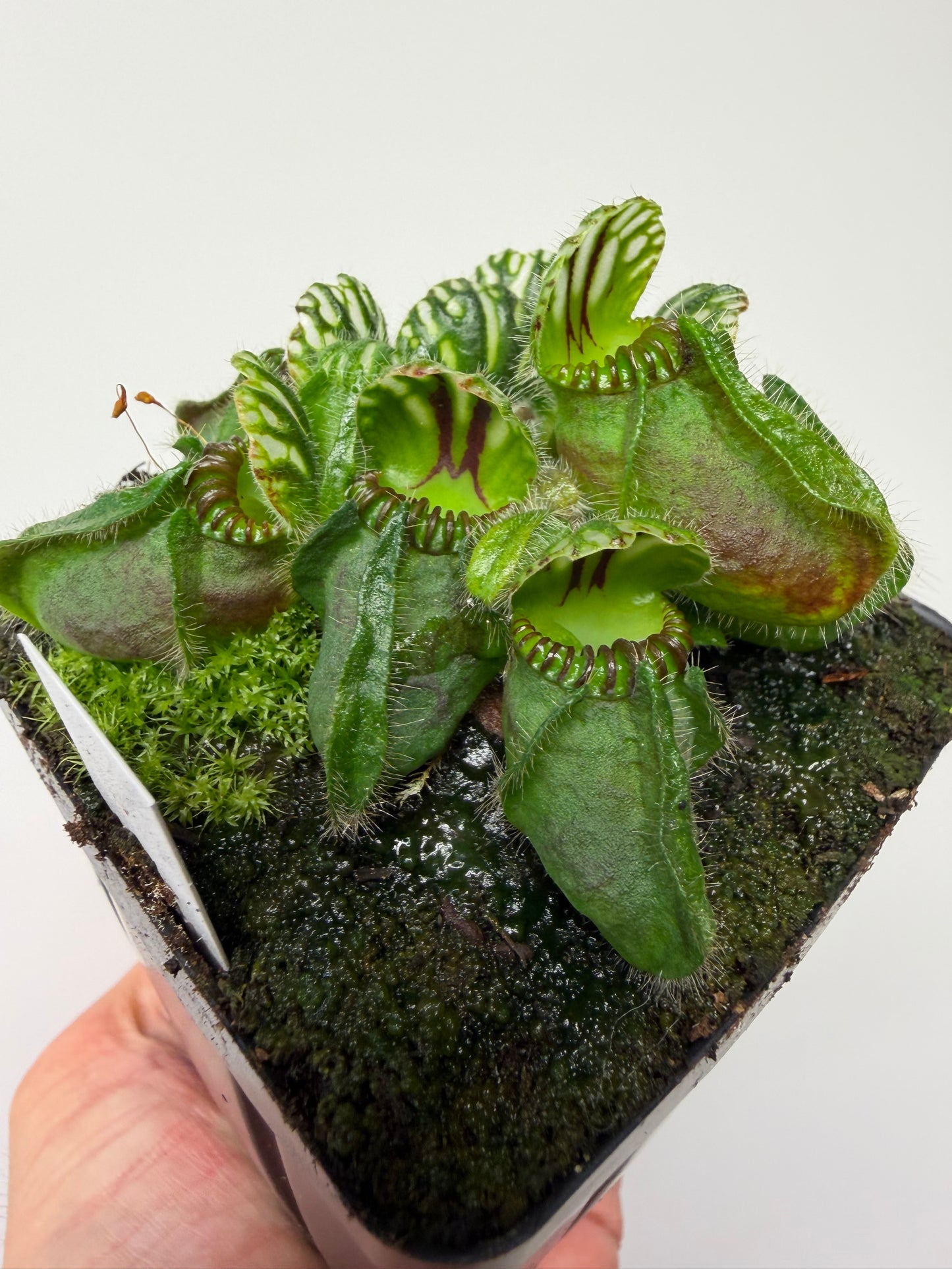 Cephalotus follicularis “Hampshire Red”
