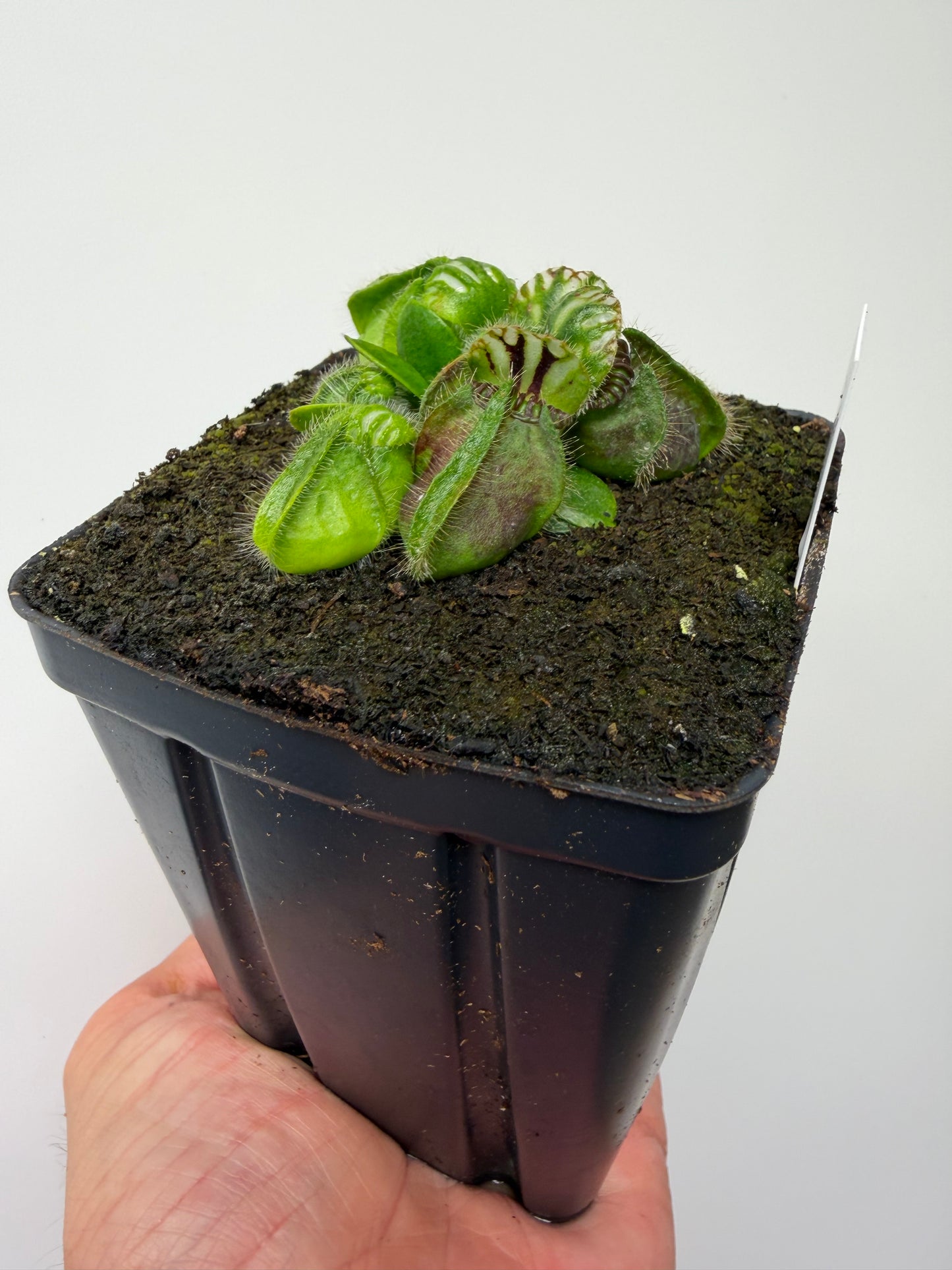 Cephalotus follicularis “Brewers Beauty” x “Brewers”