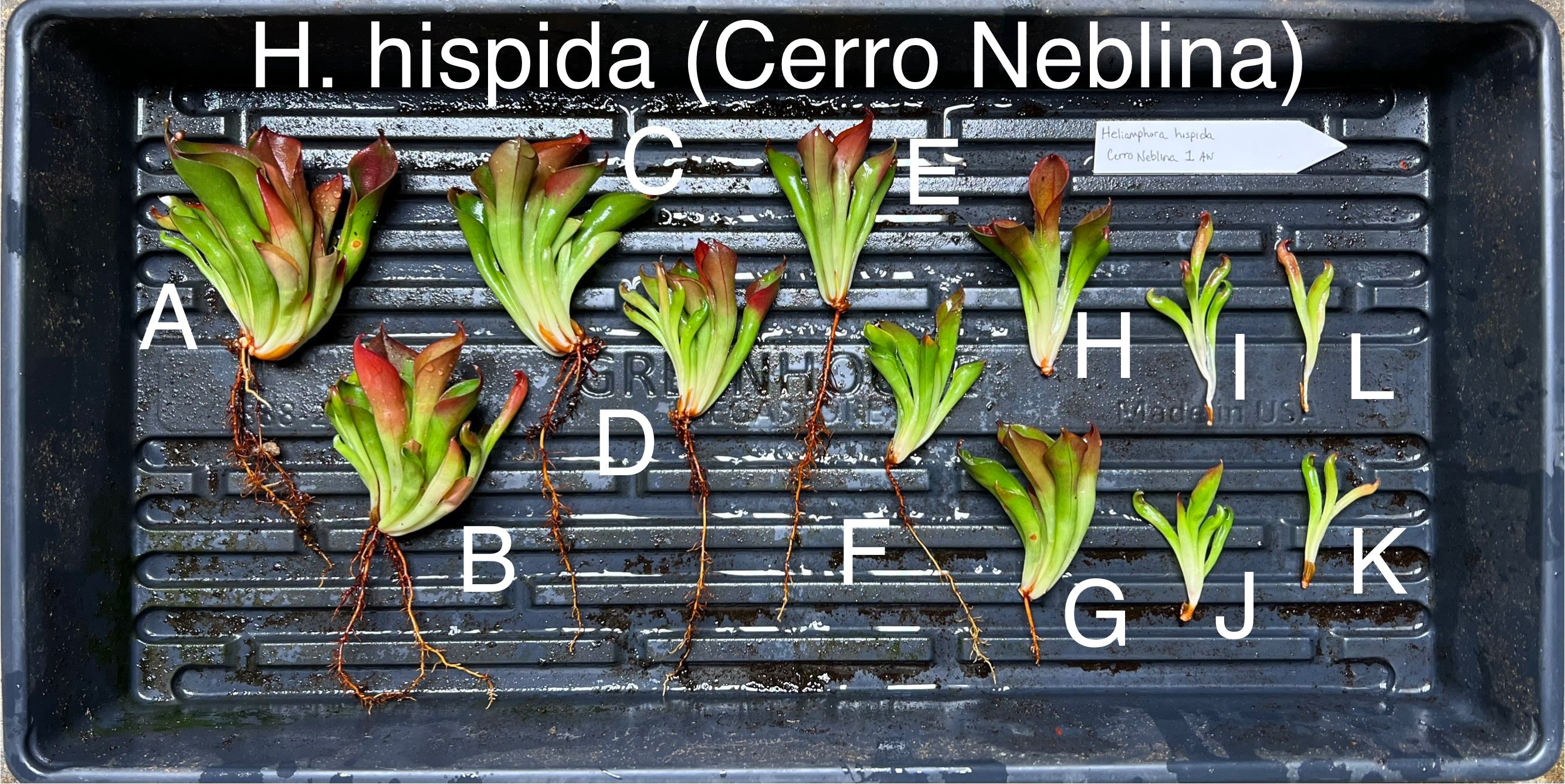 Heliamphora hispida (Neblina) - Fresh Divisions