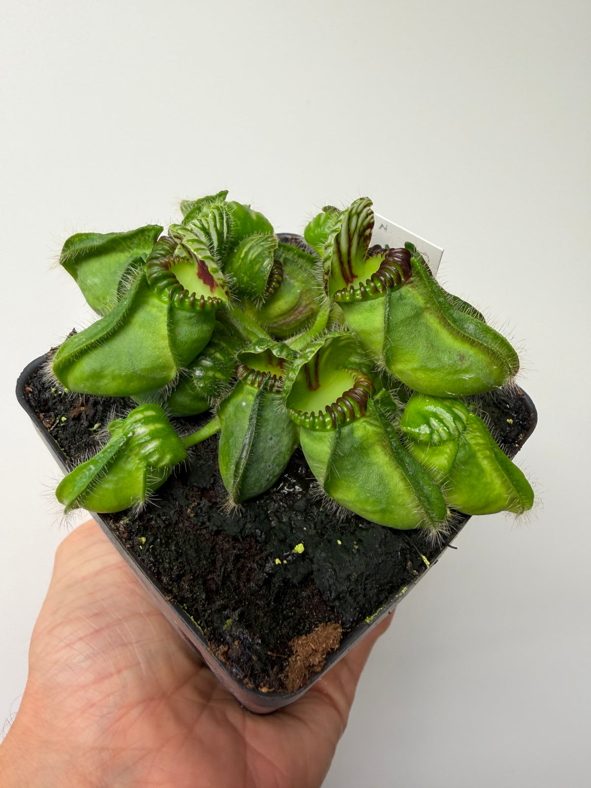 Cephalotus follicularis “Broke Inlet” #2