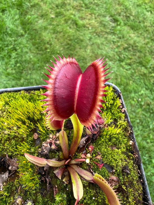 Dionaea muscipula ‘FTS Flaming Lips’