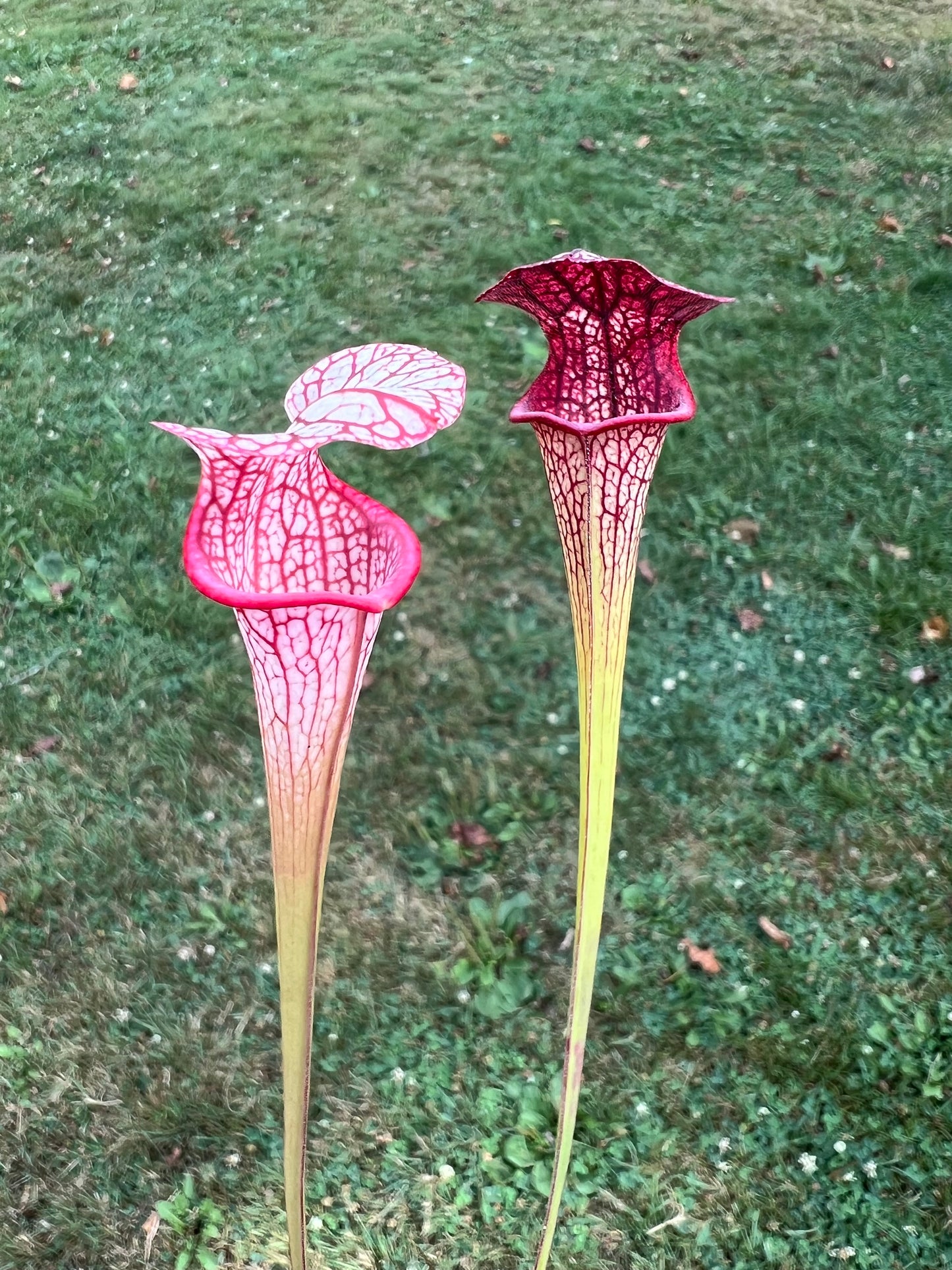 Sarracenia ‘Hot Lips’ x ‘Adrian Slack’ - Seed Grown #1