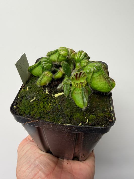 Cephalotus follicularis “UC Davis” #3