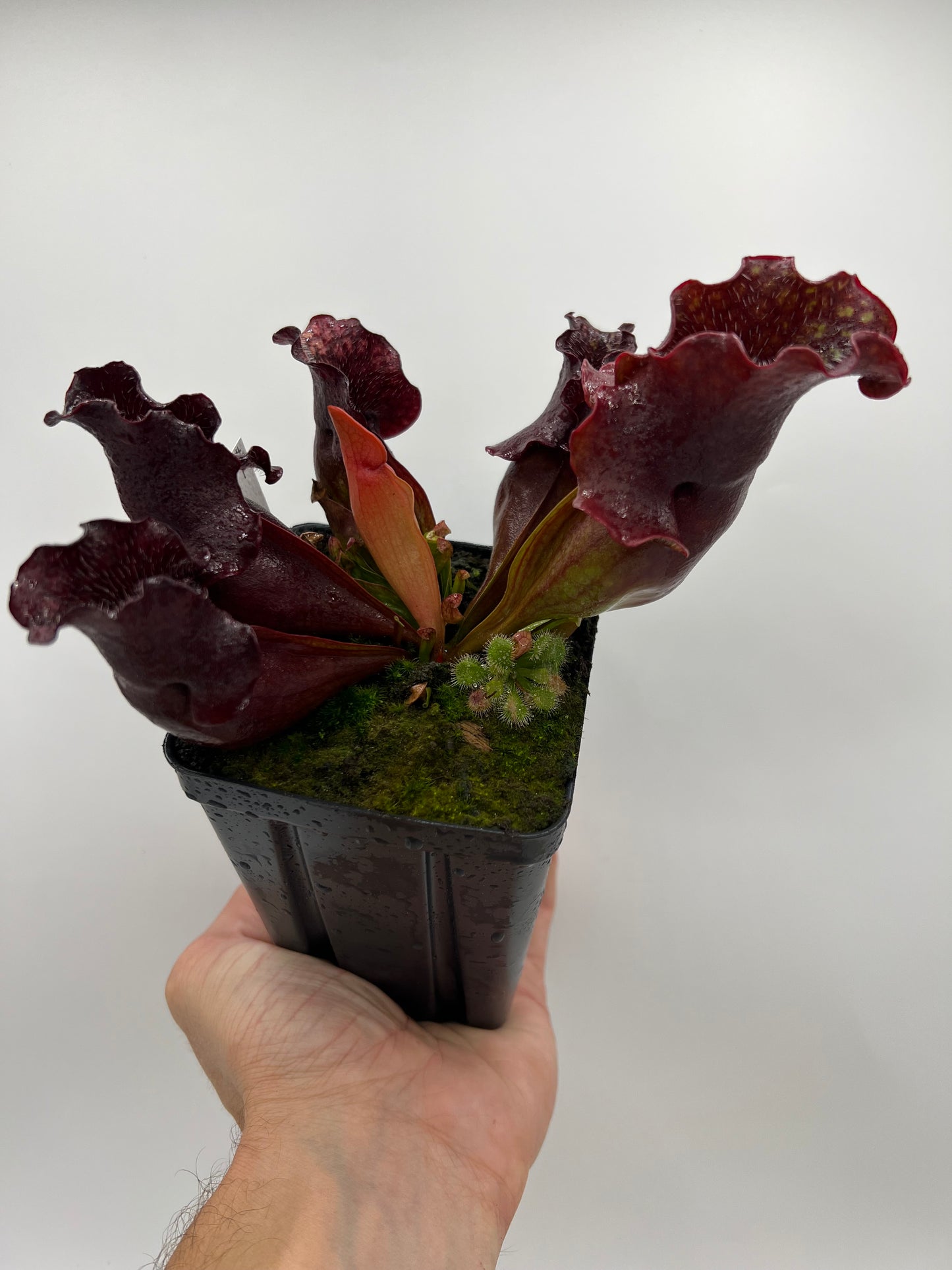 Sarracenia purpurea ssp. venosa (Brunswick Co, NC x Carteret Co, NC)  - Seed Grown #1
