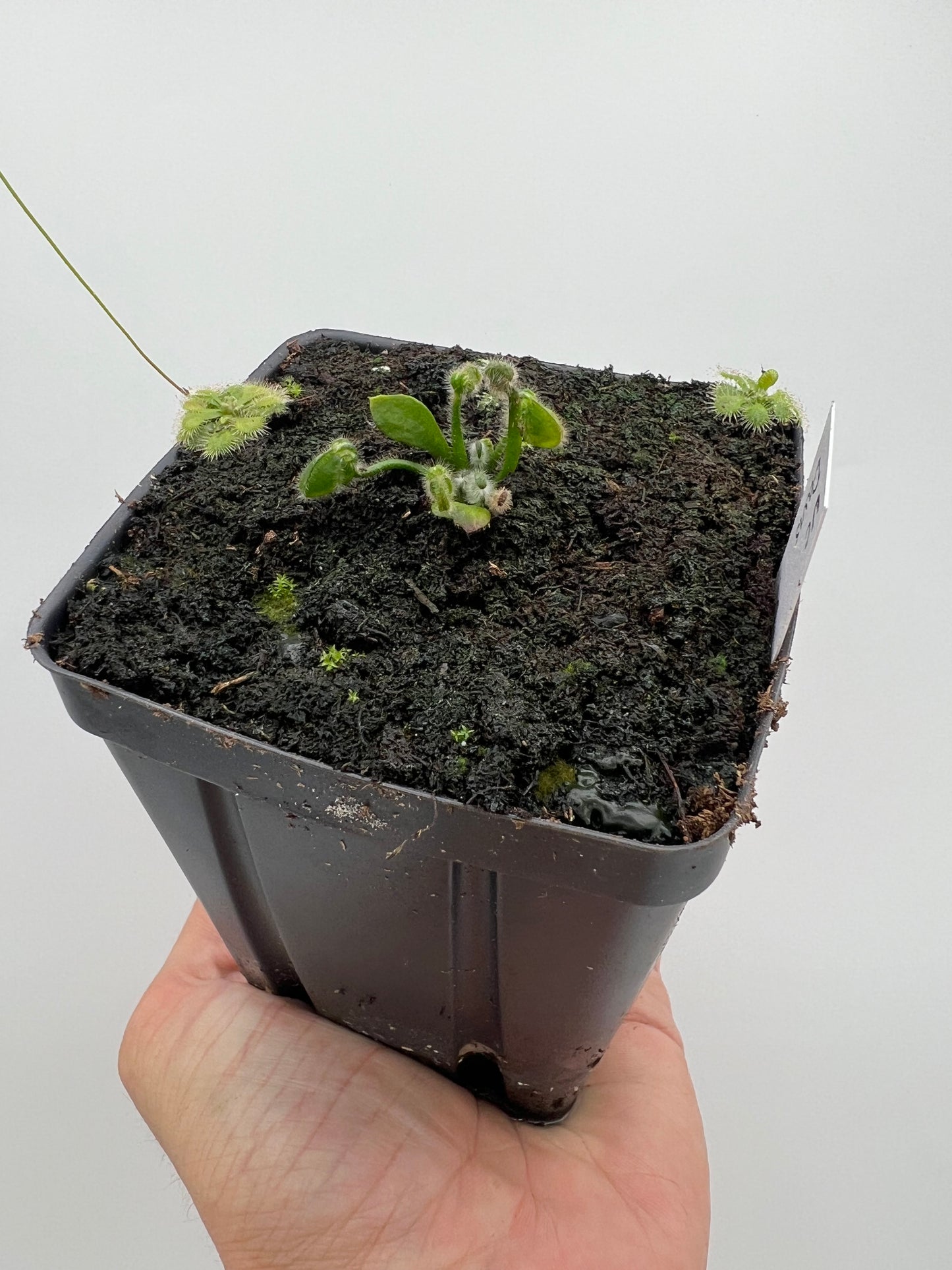 Cephalotus follicularis “UC Davis”