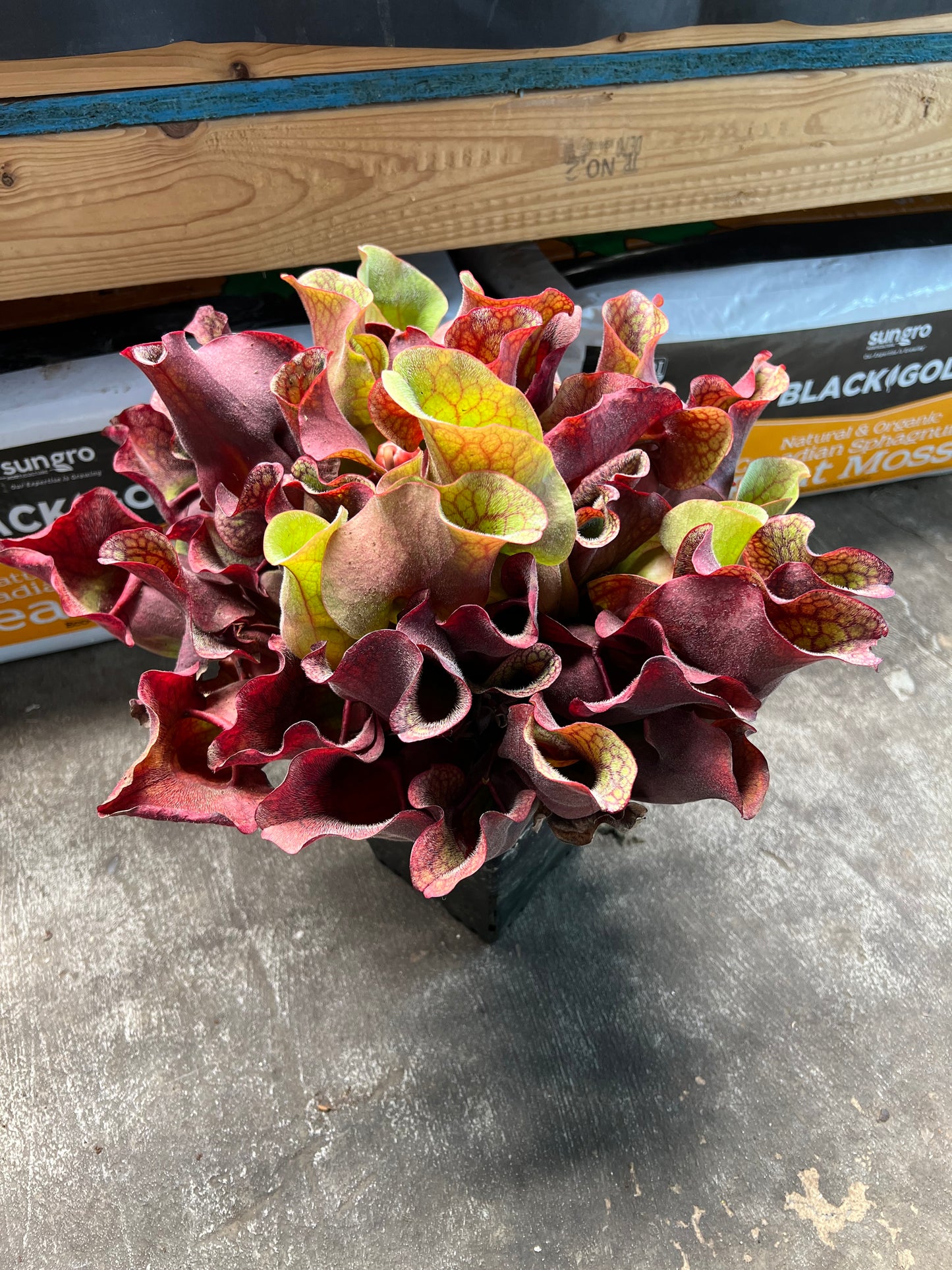Sarracenia purpurea ssp. rosea “Chipola” (Liberty Co, FL) - XXL Fresh Divisions