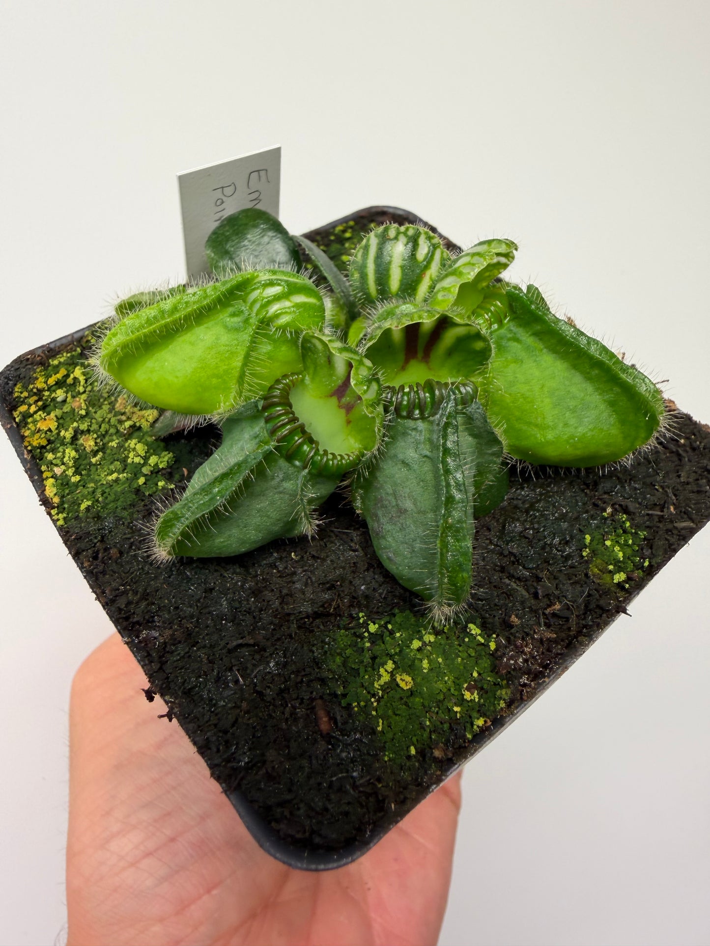 Cephalotus follicularis “Emu Pointe”
