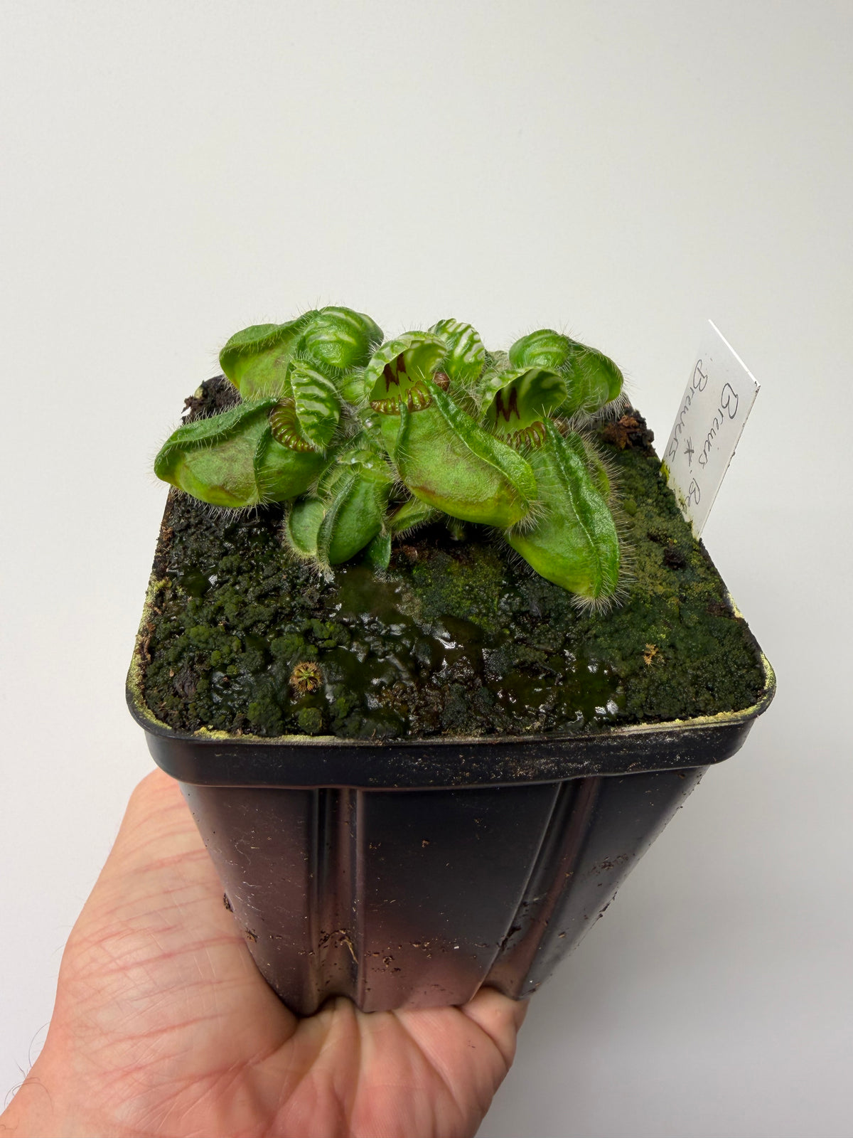 Cephalotus follicularis “Brewers Beauty” x “Brewers” #3