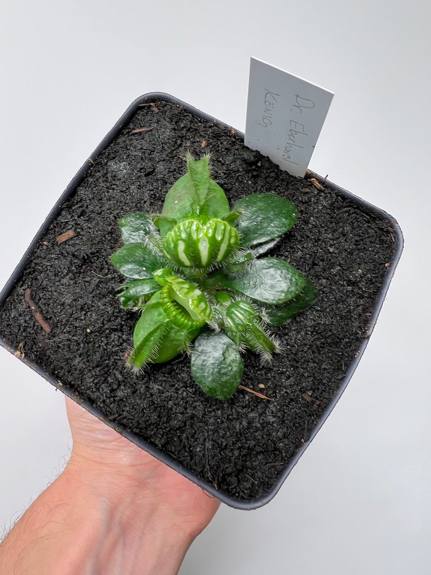 Cephalotus follicularis “Dr. Eberhard König”