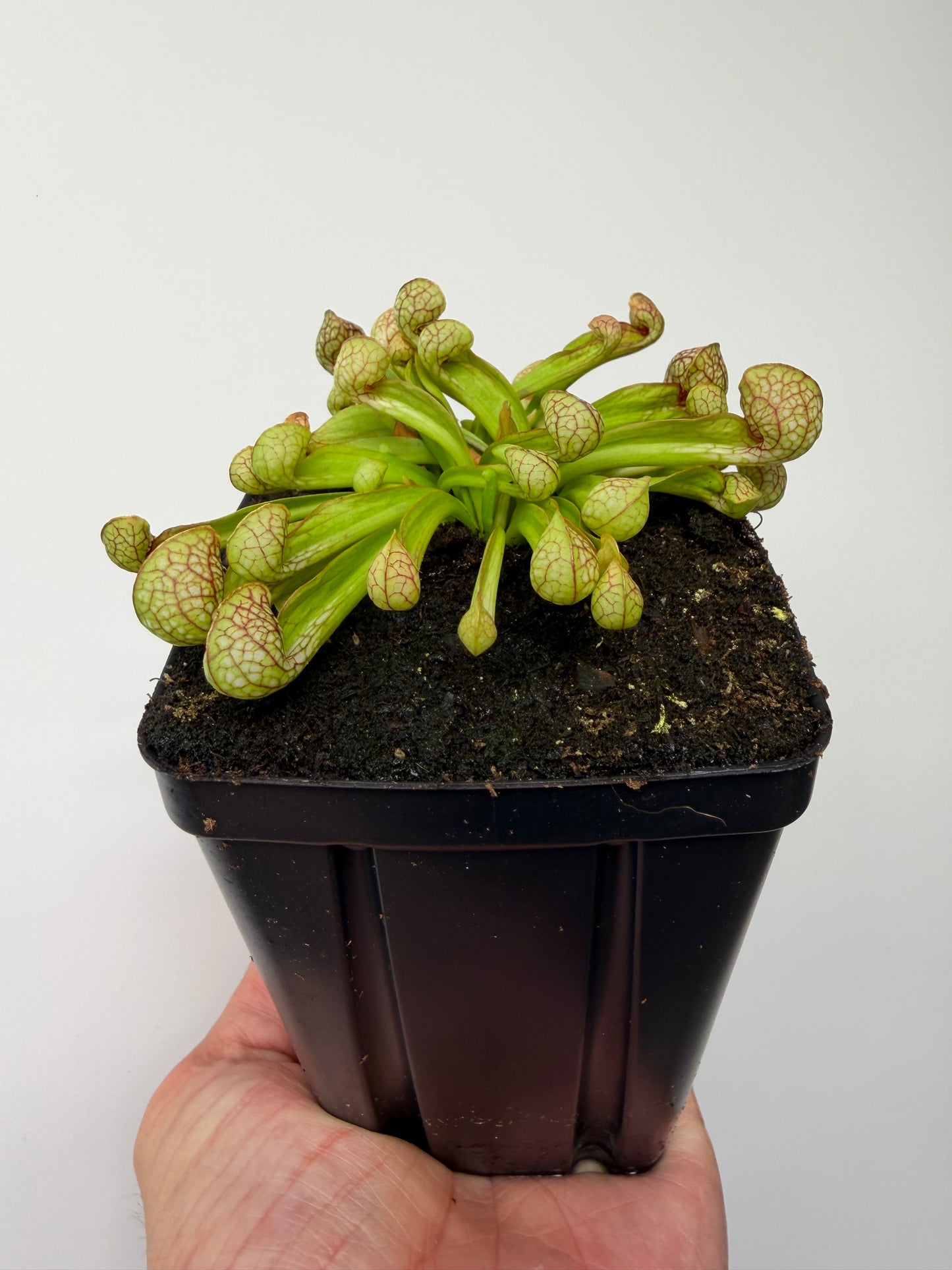 Sarracenia psittacina - “Turkey Hen Creek” - Seed Grown (3)