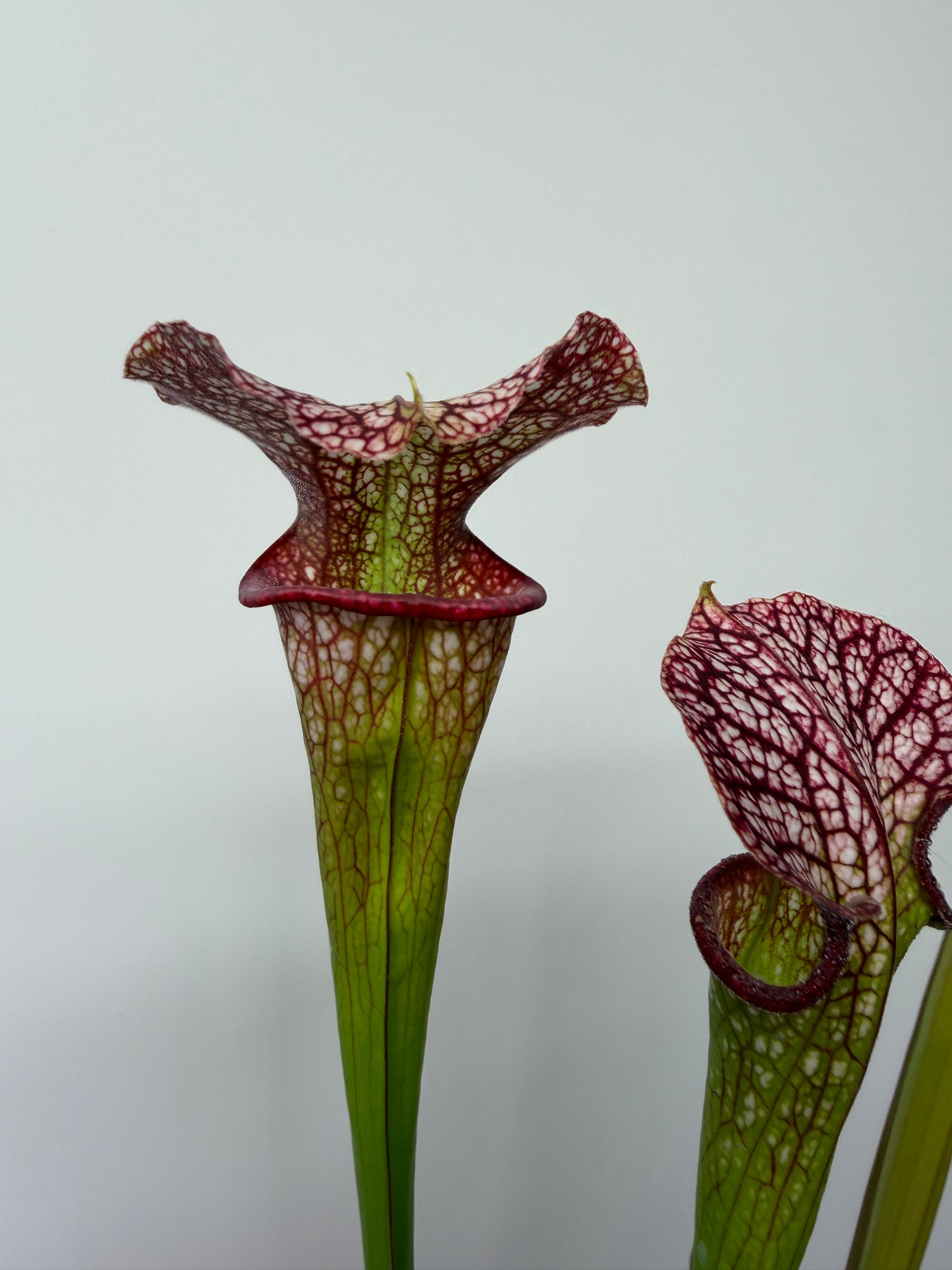 Sarracenia Strawberry Milkshake x Adrian Slack