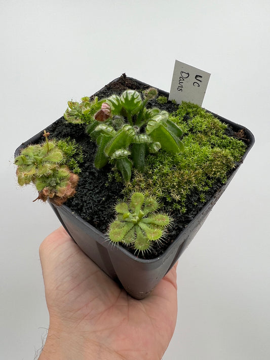 Cephalotus follicularis “UC Davis”