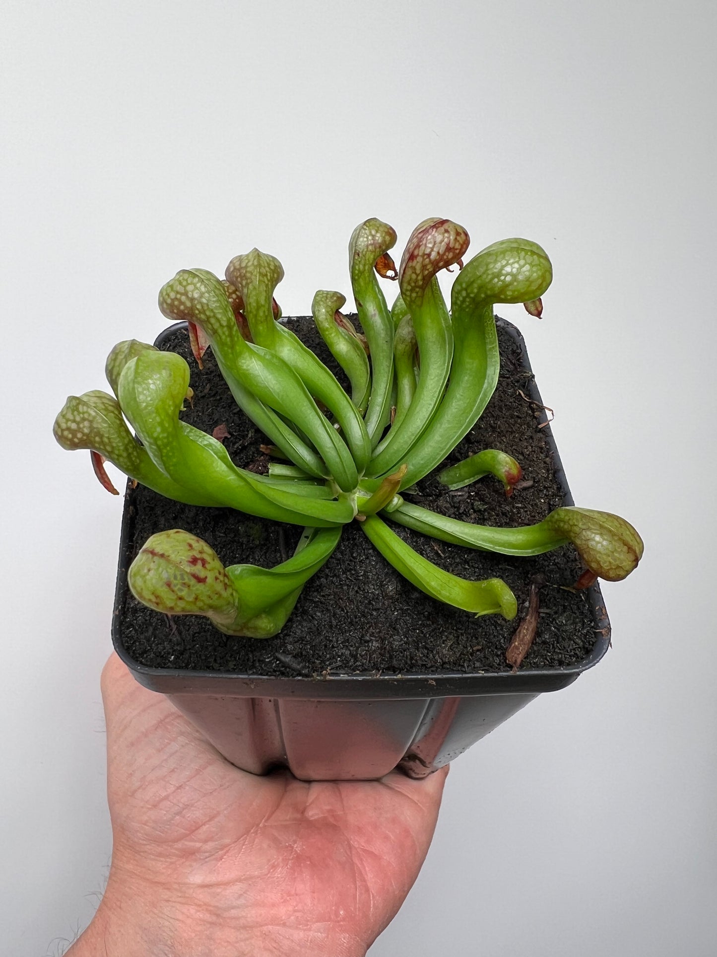 Darlingtonia californica (Cobra Pitcher Plant) - Seed Grown #211