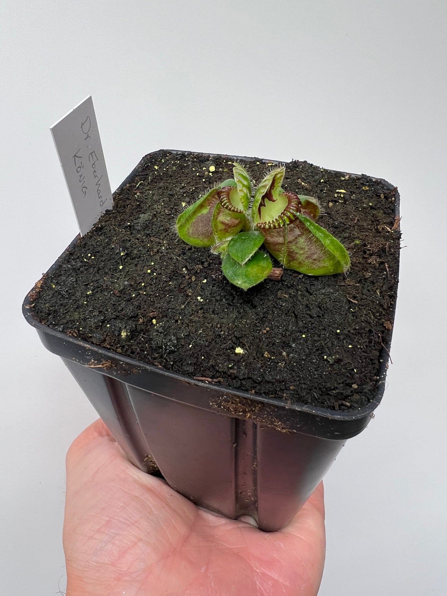 Cephalotus follicularis “Dr. Eberhard König”