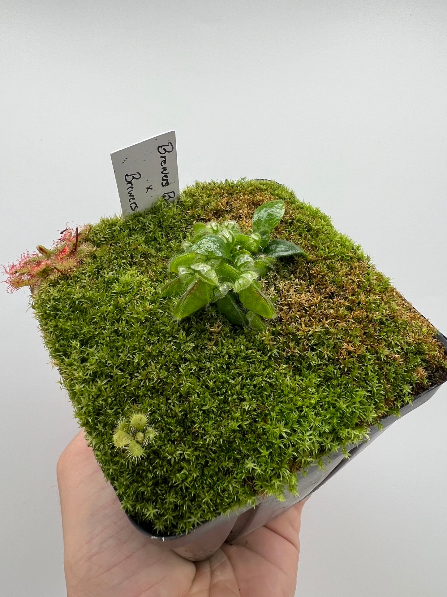 Cephalotus follicularis “Brewers Beauty” x “Brewers”