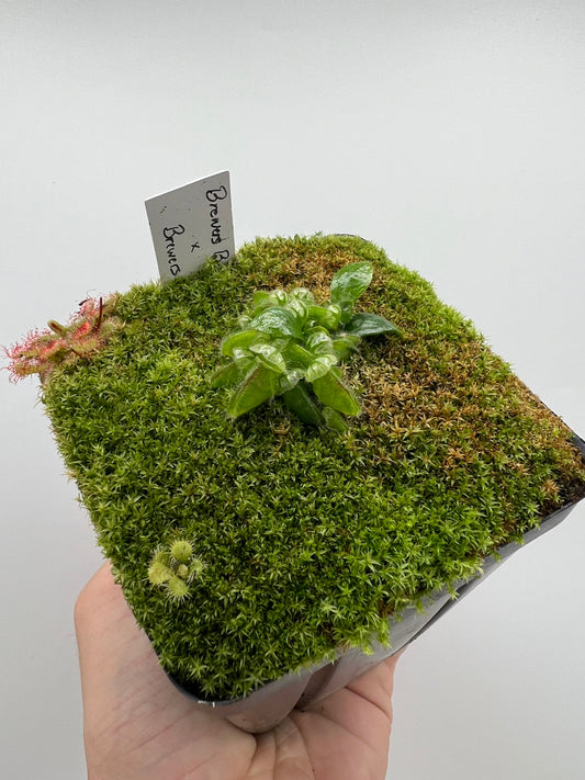 Cephalotus follicularis “Brewers Beauty” x “Brewers”