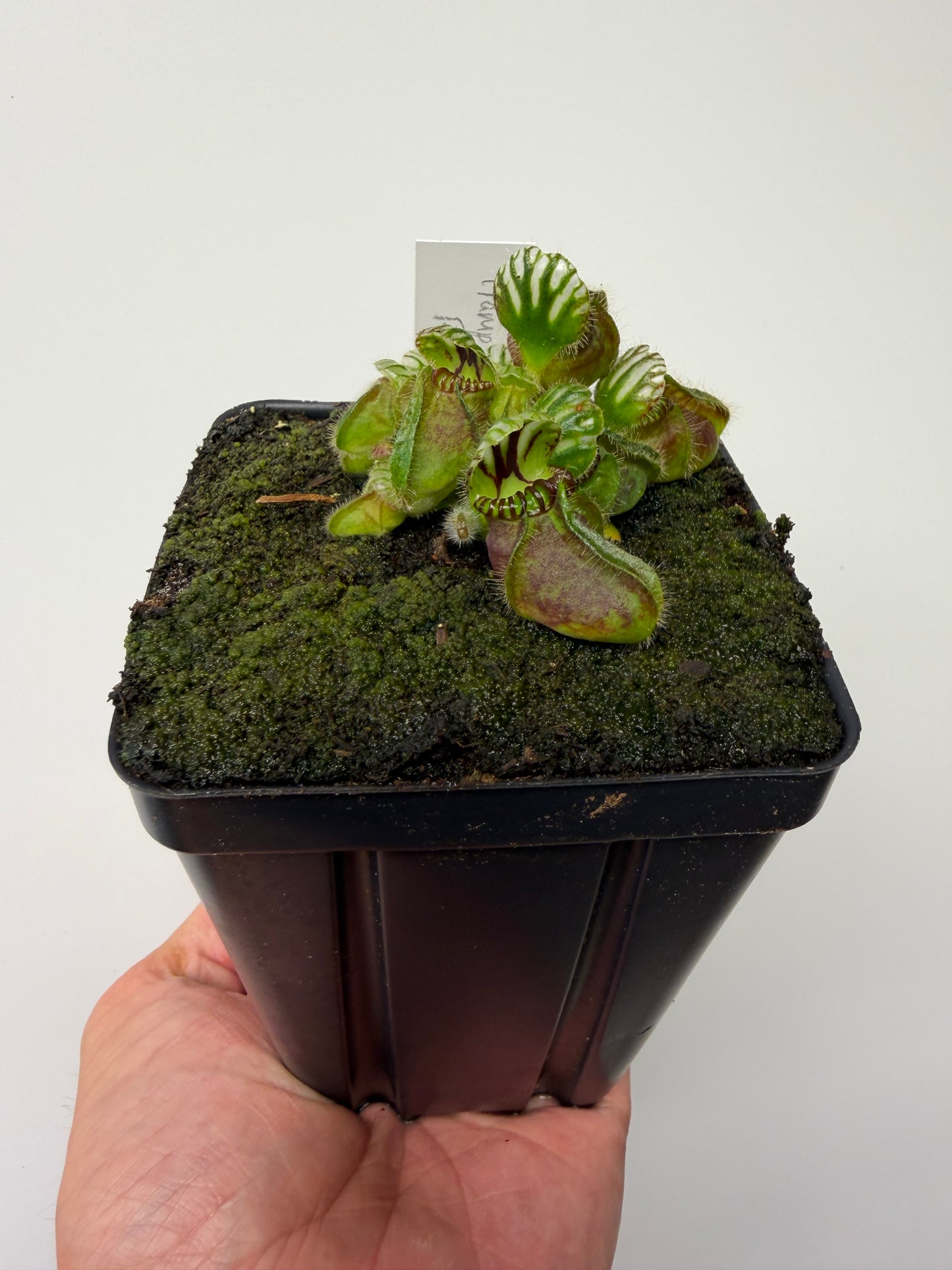 Cephalotus follicularis “Hampshire Red”