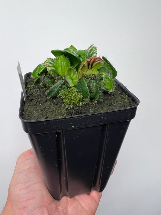 Cephalotus follicularis “Brewers Beauty” x “Brewers”