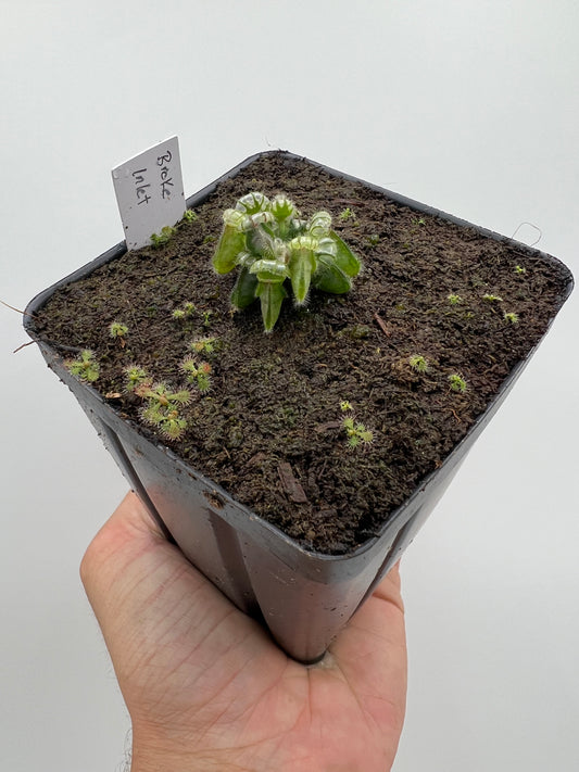 Cephalotus follicularis “Broke Inlet”