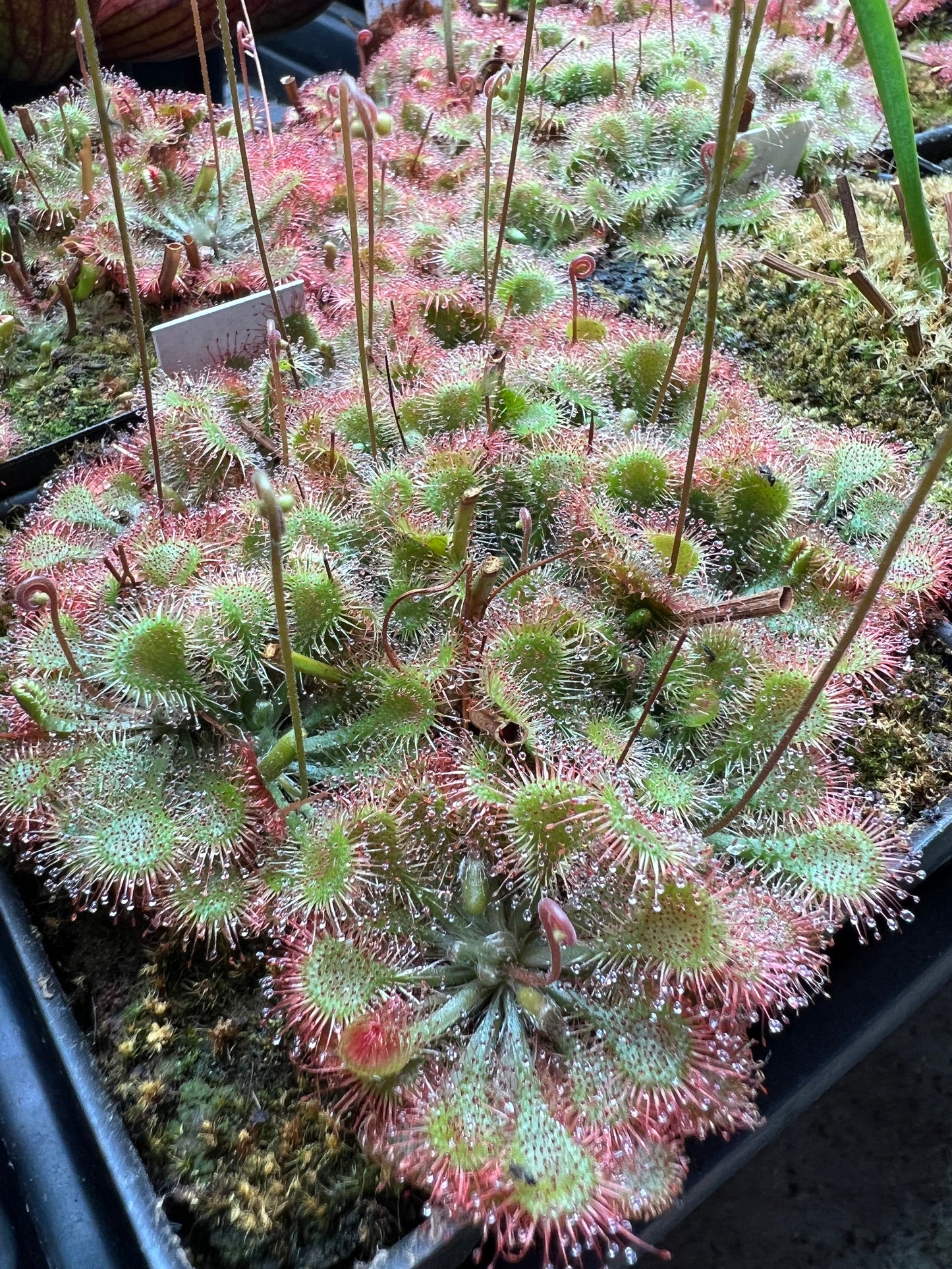 Drosera (sundew) - (x1) Assorted
