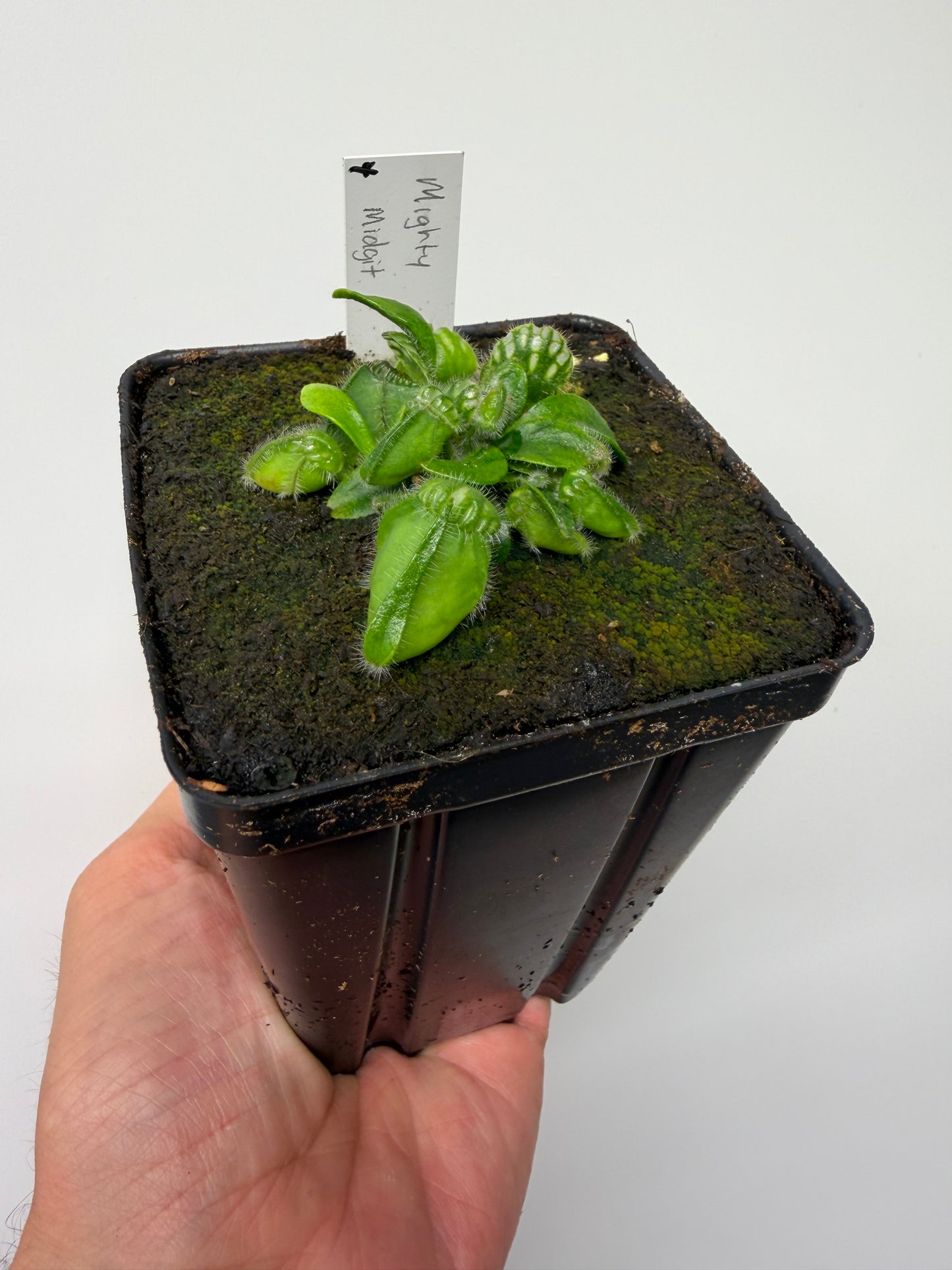 Cephalotus follicularis “Mighty Midget” - *Rare* (4)