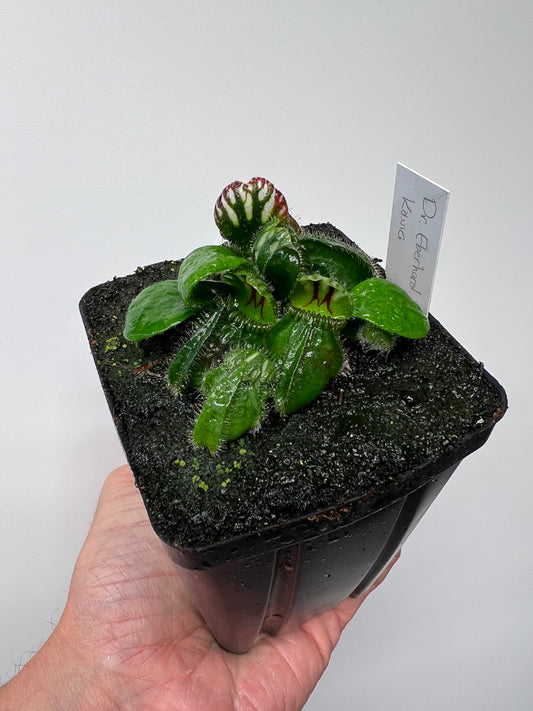 Cephalotus follicularis “Dr. Eberhard König”