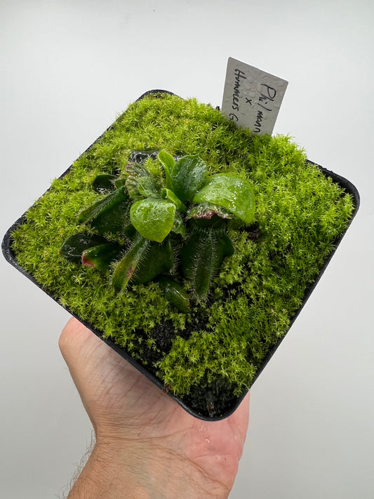 Cephalotus follicularis “Phil Mann” x “Hummers Giant”