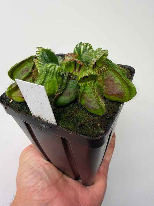 Cephalotus follicularis “Brewers Beauty” x “Brewers”