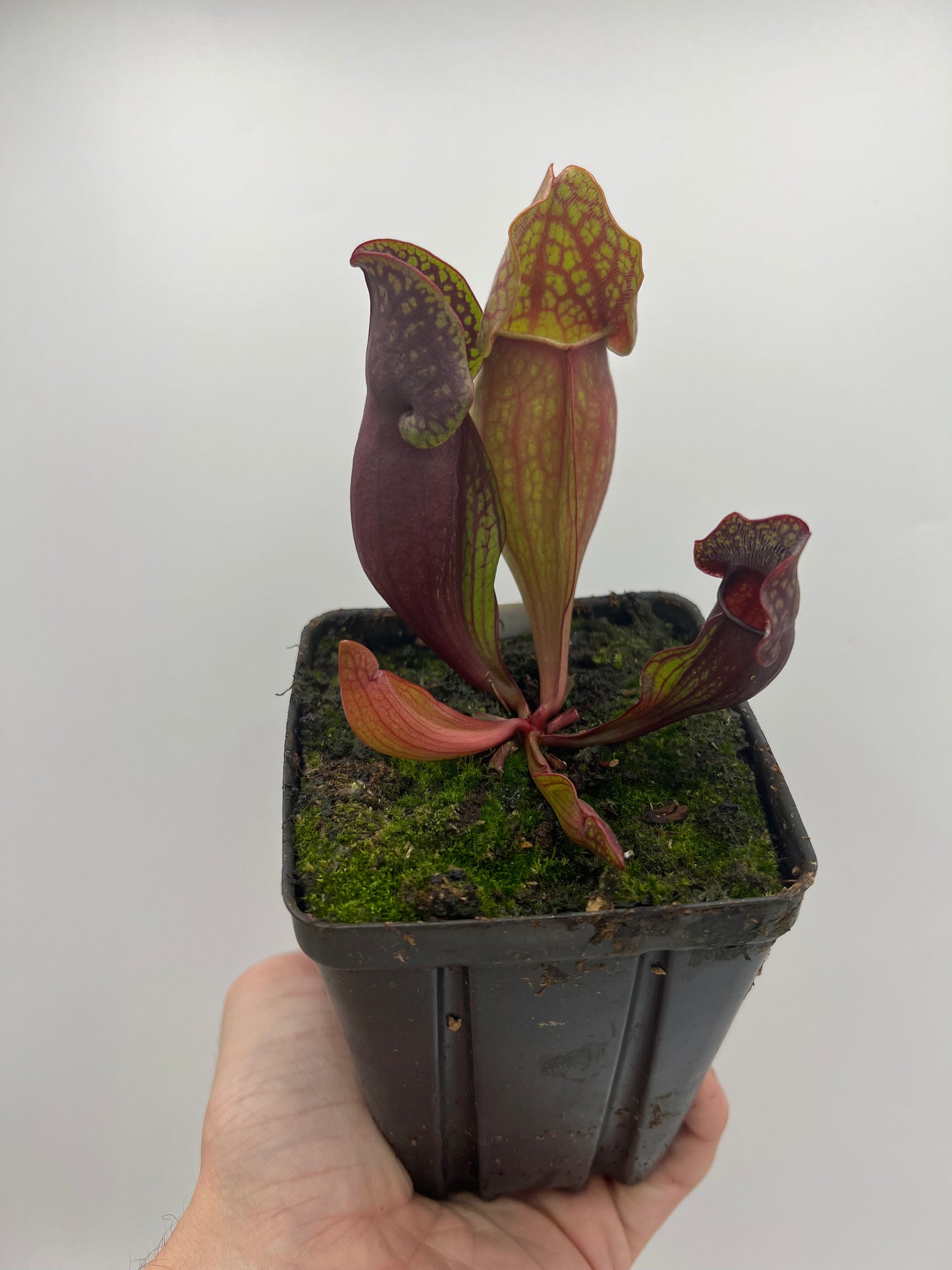 Sarracenia purpurea ssp. purpurea (Pike County, PA) - *New Location* - *Second Release* - Seed Grown