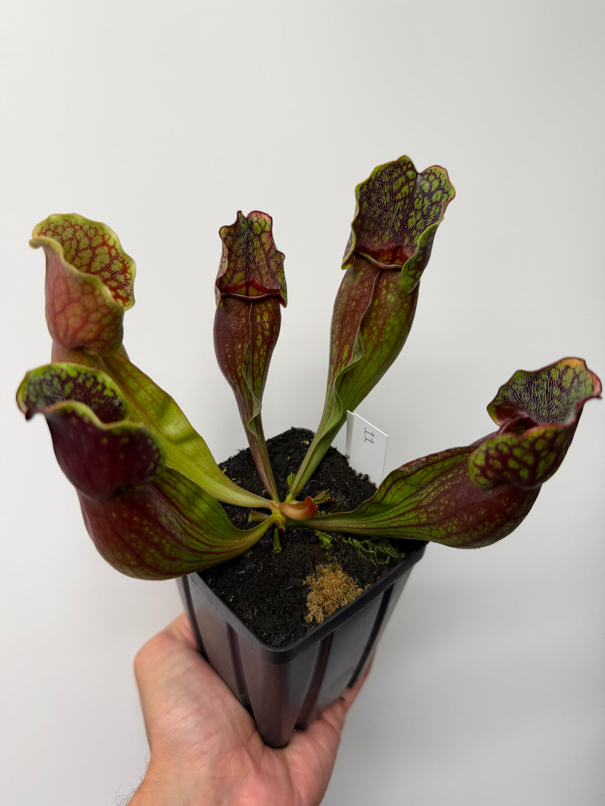 Sarracenia purpurea ssp. purpurea (Pike County, PA) - Seed Grown #11