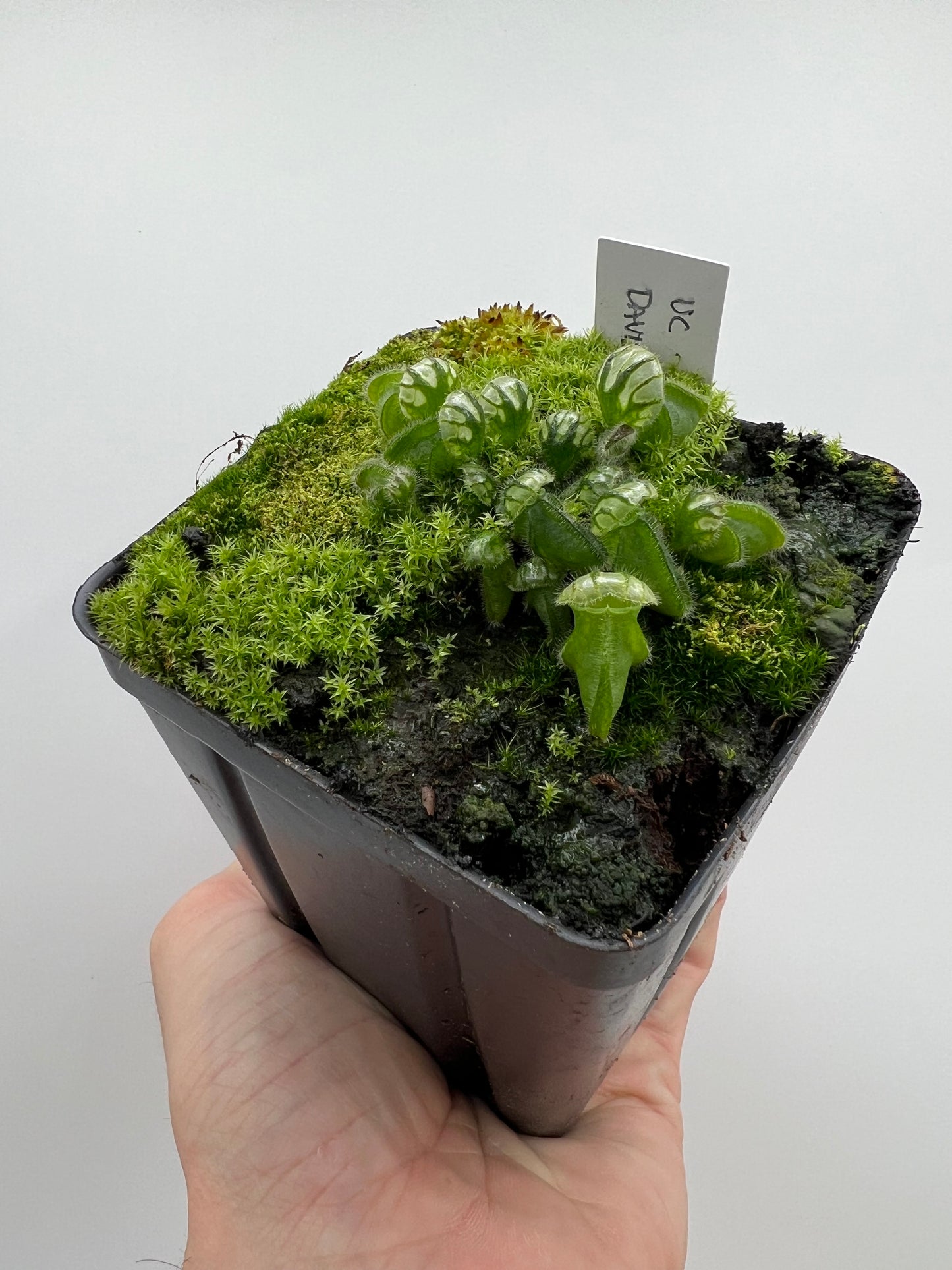 Cephalotus follicularis “UC Davis”