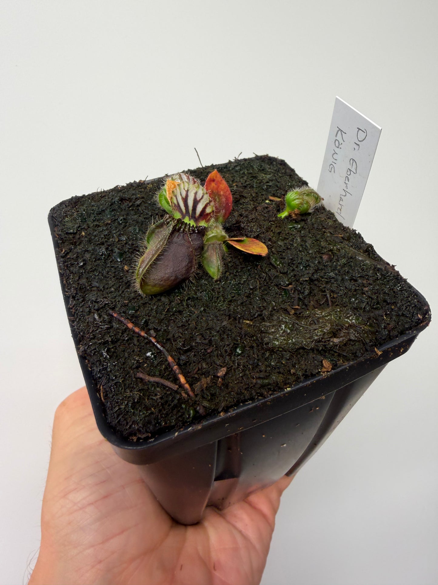Cephalotus follicularis “Dr. Eberhard König”