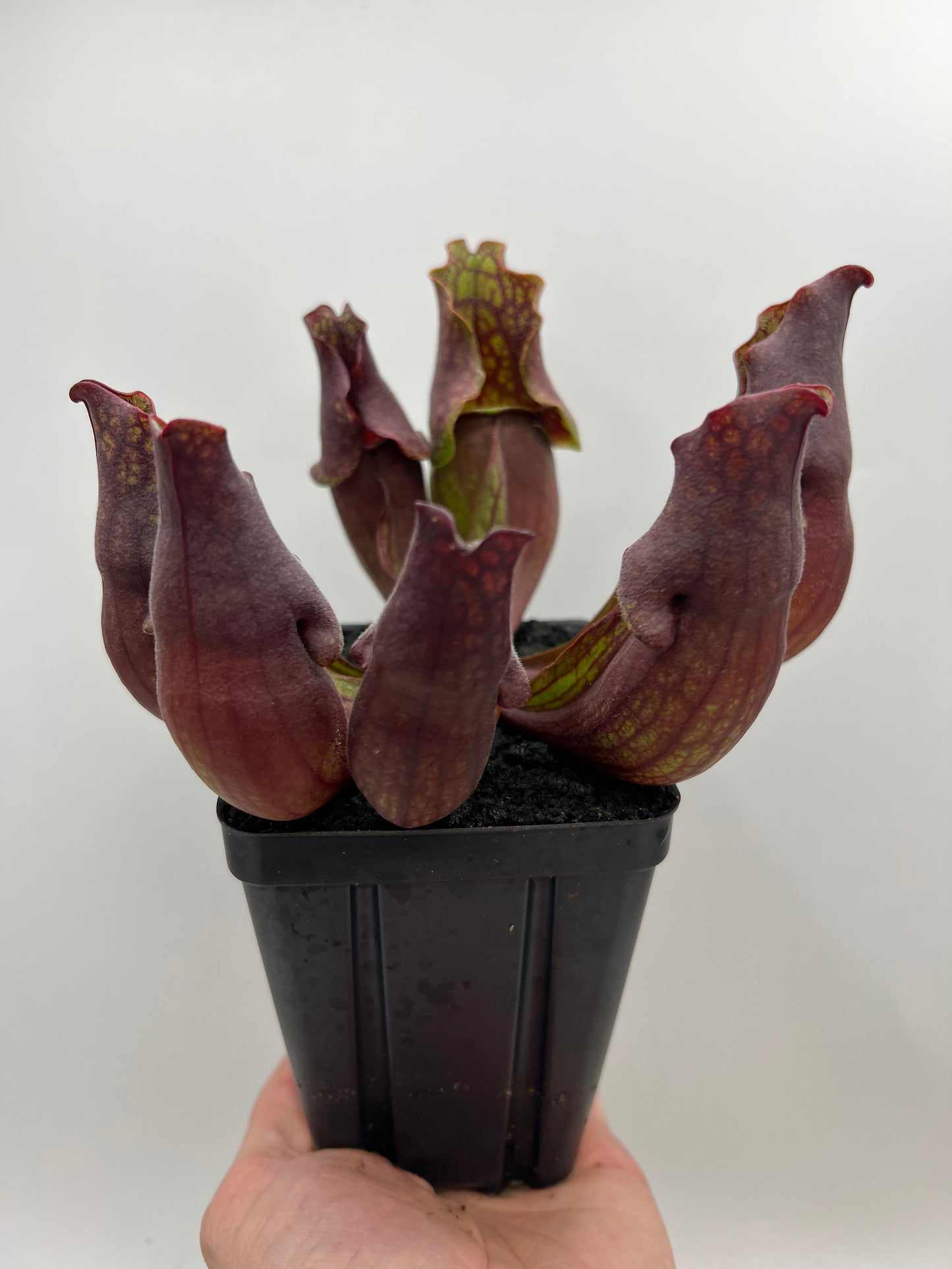 Sarracenia purpurea ssp. purpurea (Centre Co, PA) - Seed Grown #103