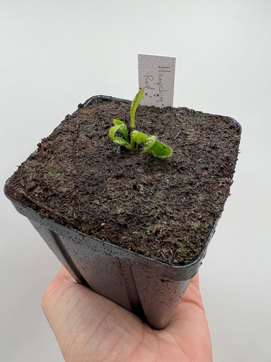 Cephalotus follicularis “Hampshire Red”