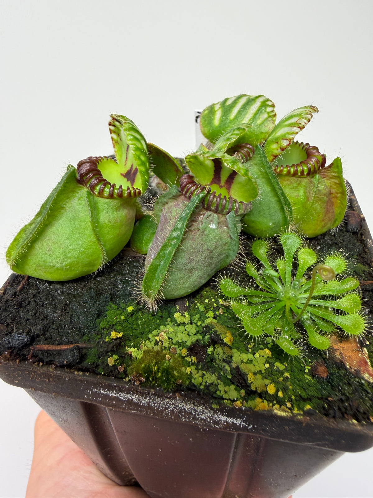 Cephalotus follicularis “Broke Inlet” (12)