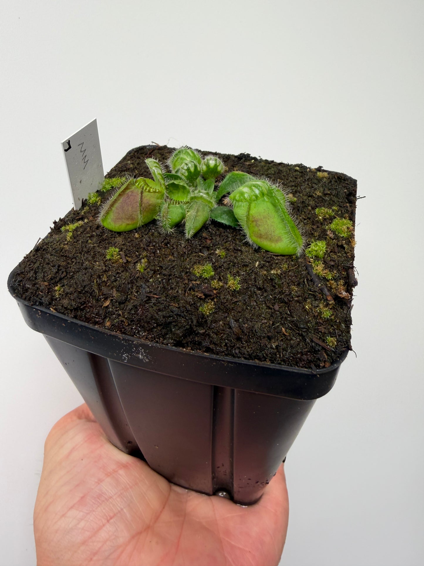 Cephalotus follicularis “Mighty Midget” - *Rare* (7)