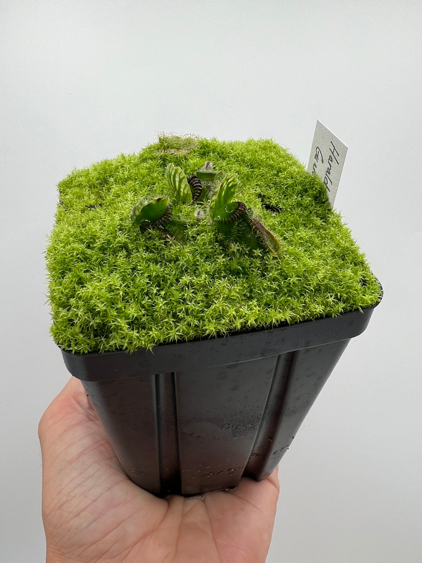 Cephalotus follicularis “Harald Weiner Giant” (aka True Giant) - *Rare*