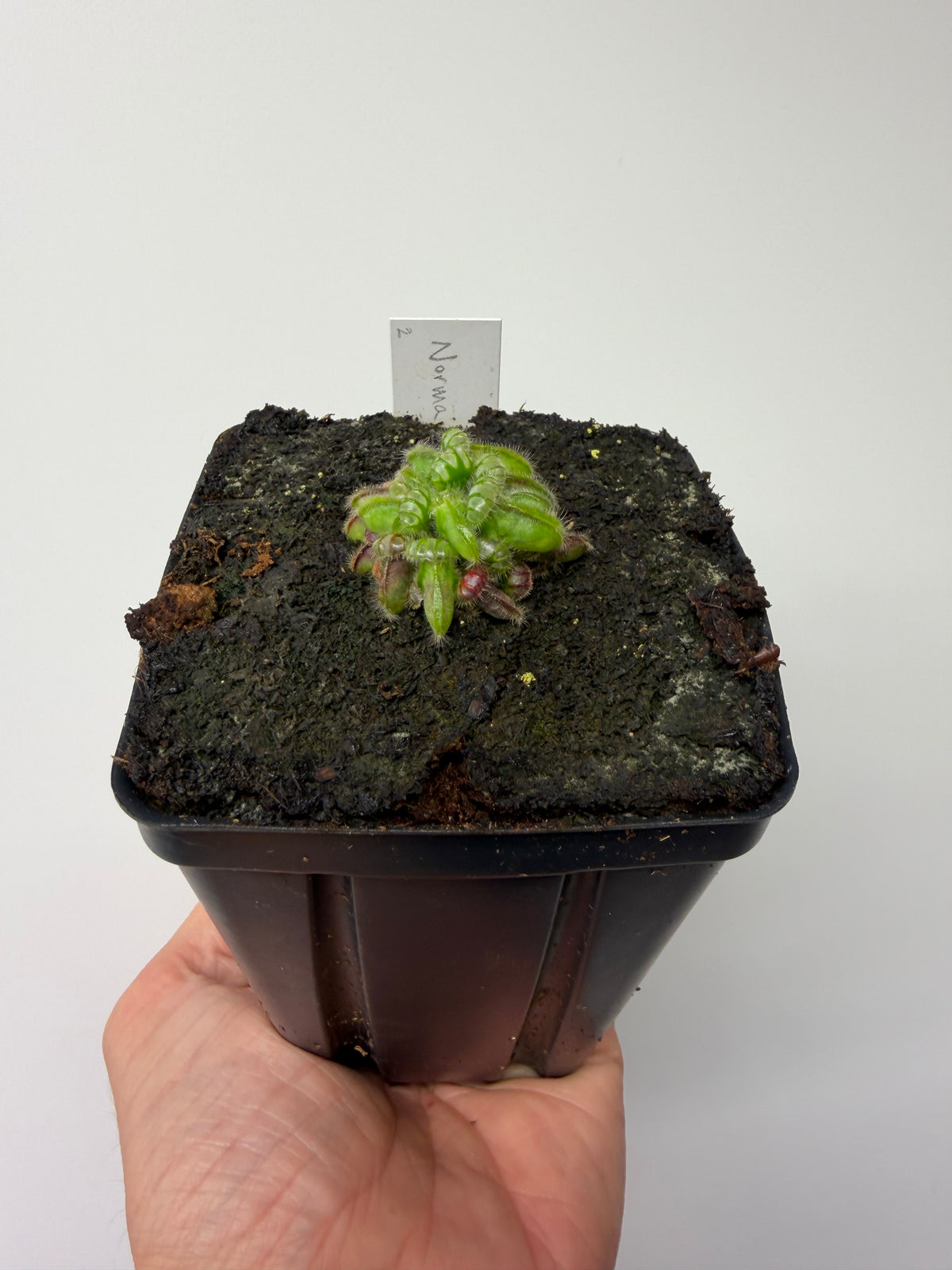 Cephalotus follicularis “Norma” #2