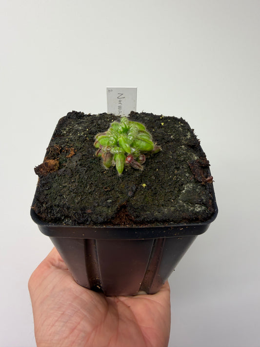 Cephalotus follicularis “Norma” #2