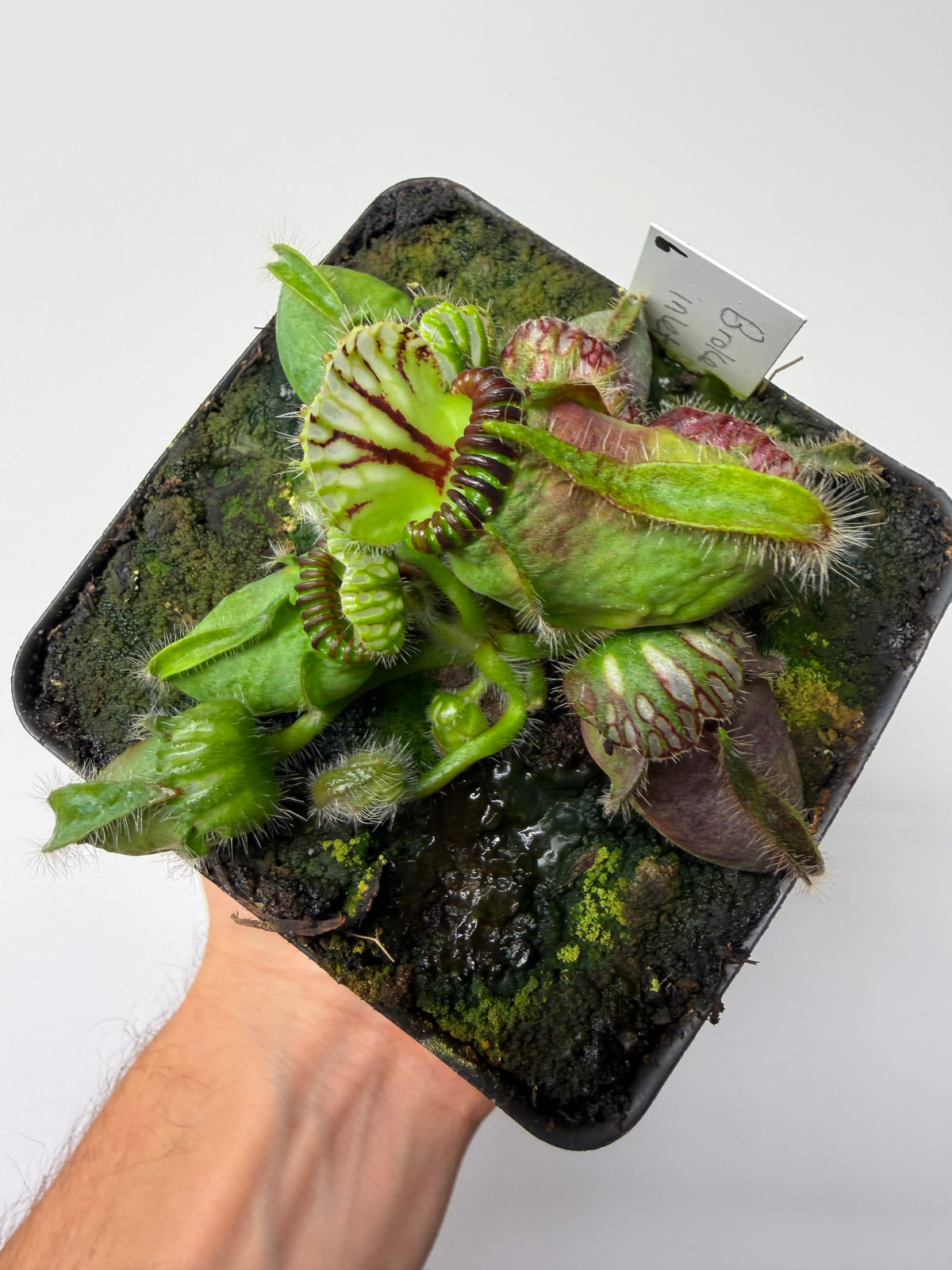 Cephalotus follicularis “Broke Inlet” #6