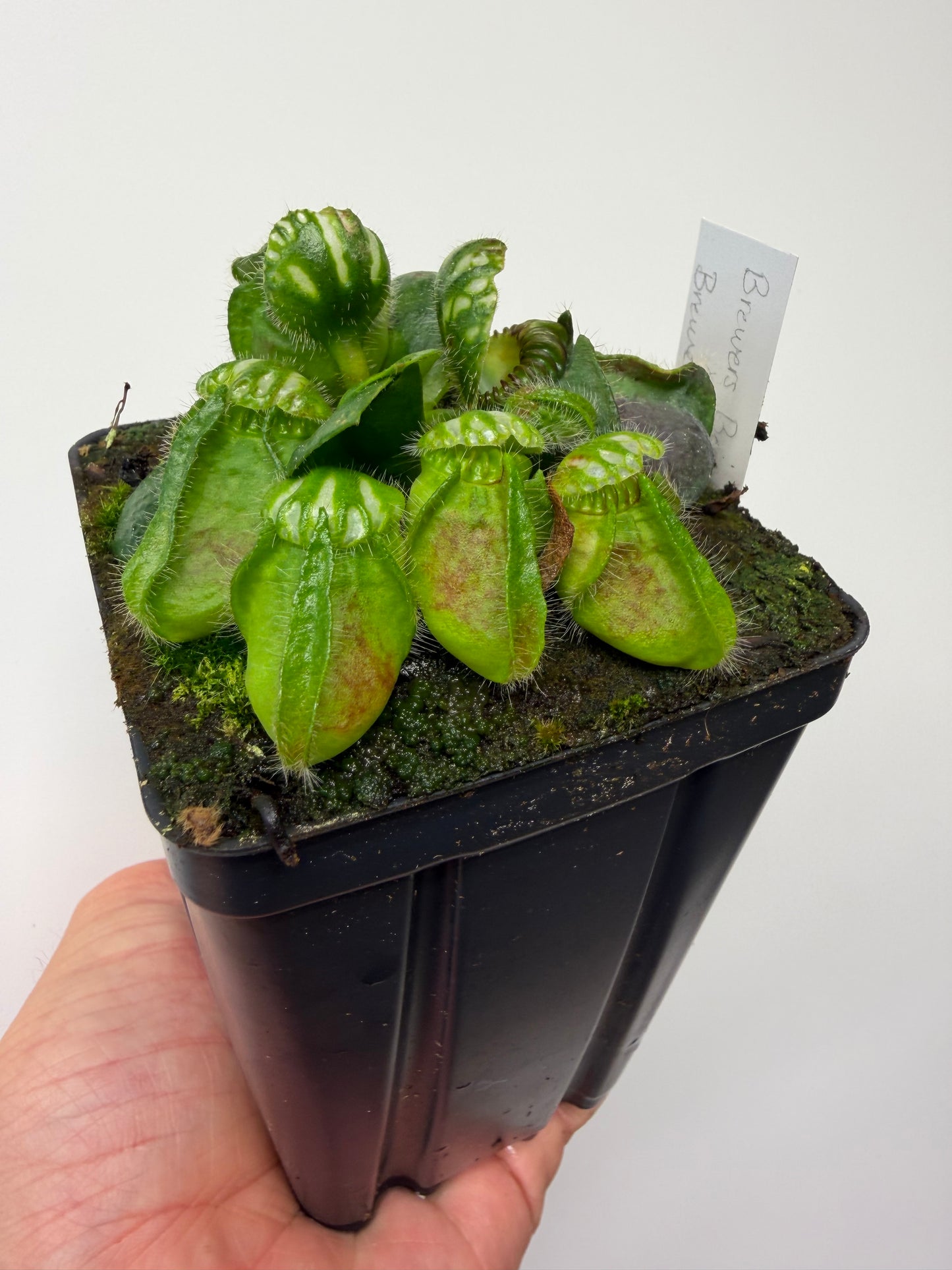 Cephalotus follicularis “Brewers Beauty” x “Brewers”