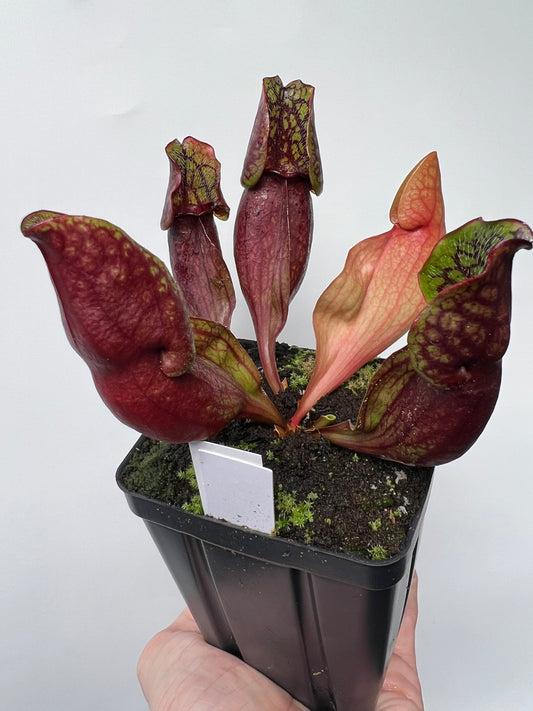 Sarracenia purpurea ssp. purpurea (Pike County, PA) - *Rare* - Seed Grown #7