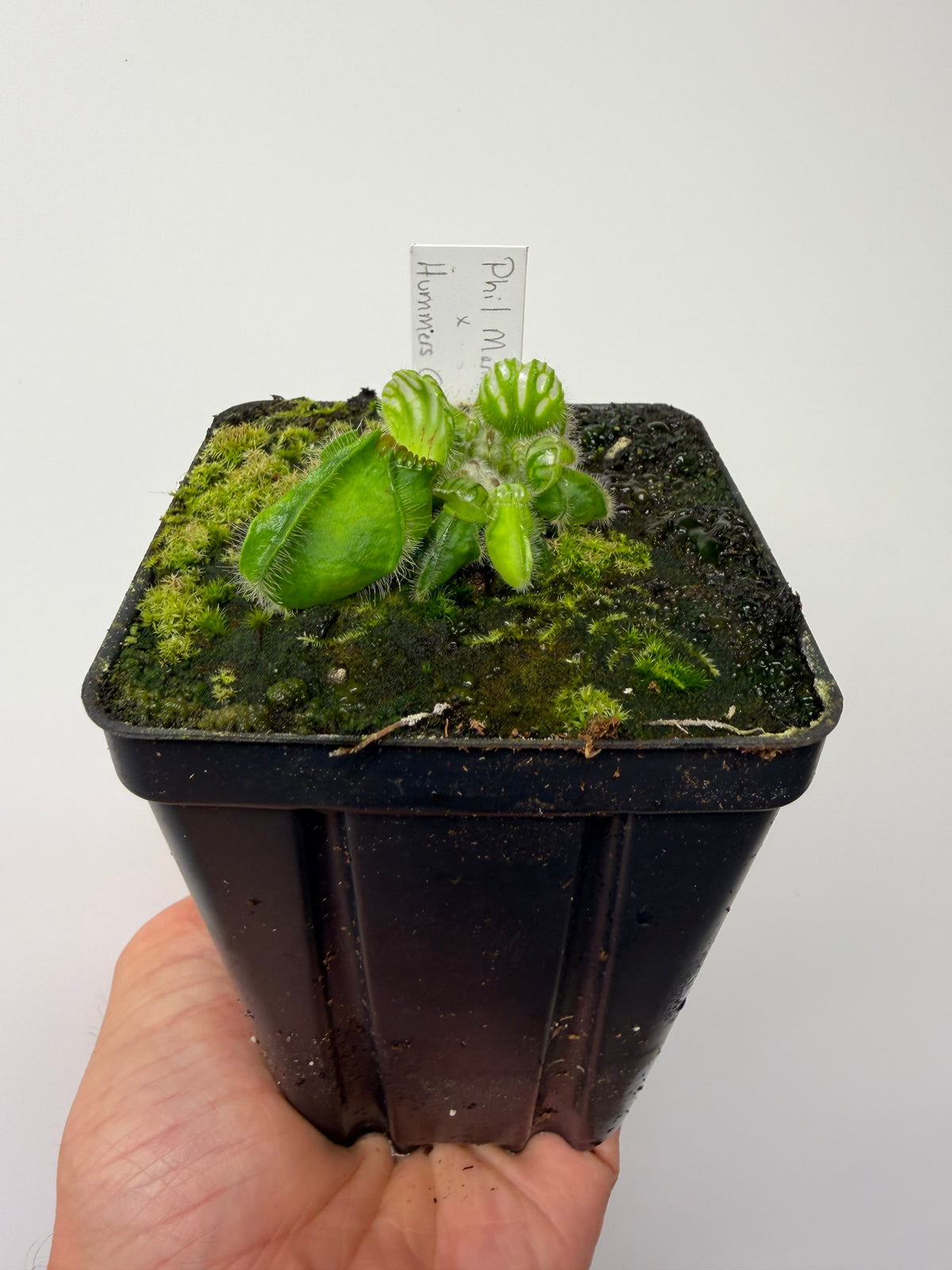 Cephalotus follicularis “Phil Mann” x “Hummers Giant”