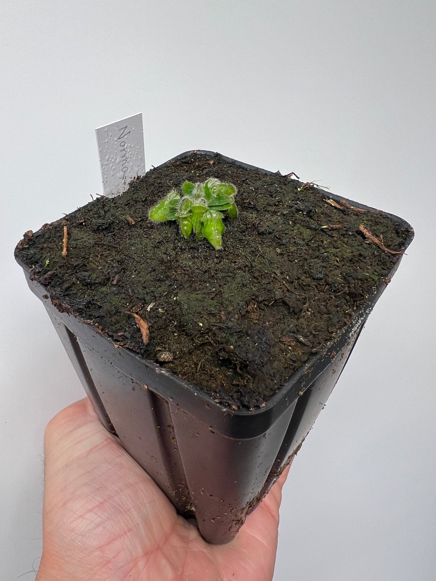 Cephalotus follicularis “Norma”