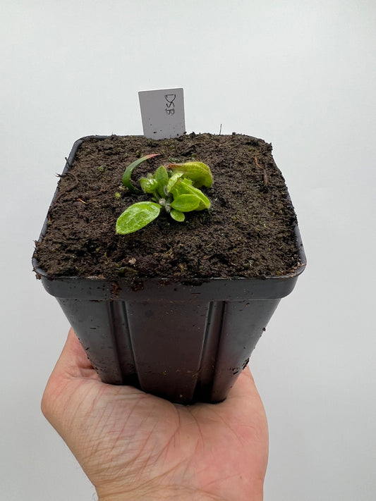 Cephalotus follicularis “David Švarc Black”
