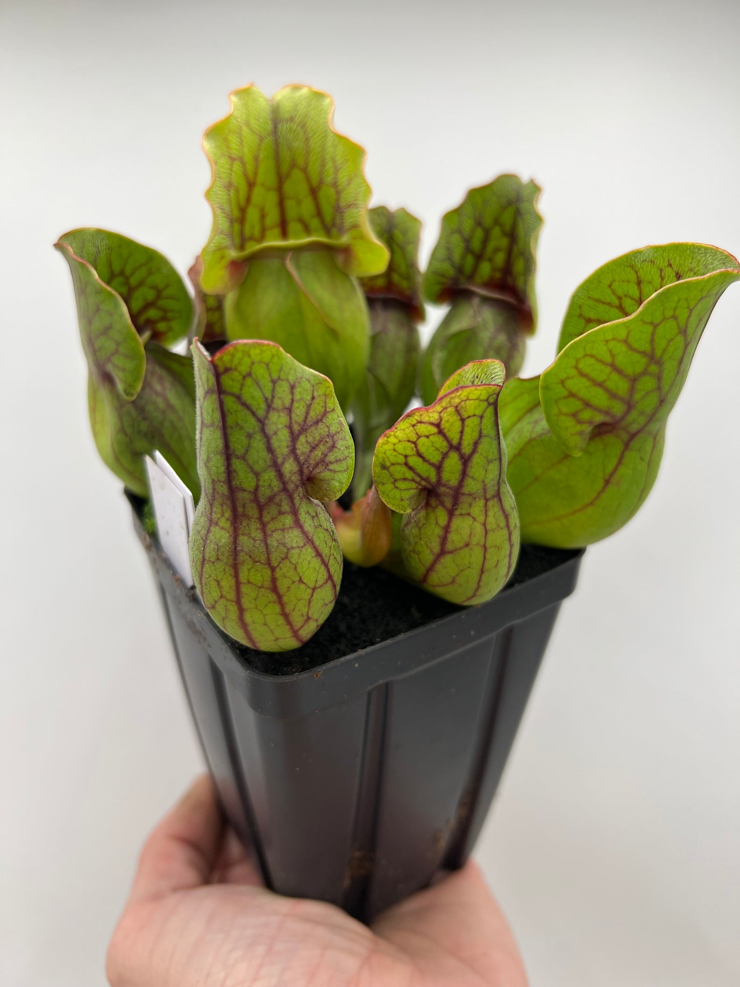 Sarracenia purpurea ssp. purpurea (Norfolk Co, MA) x (Bruce Co, Ontario Canada) - Seed Grown #22