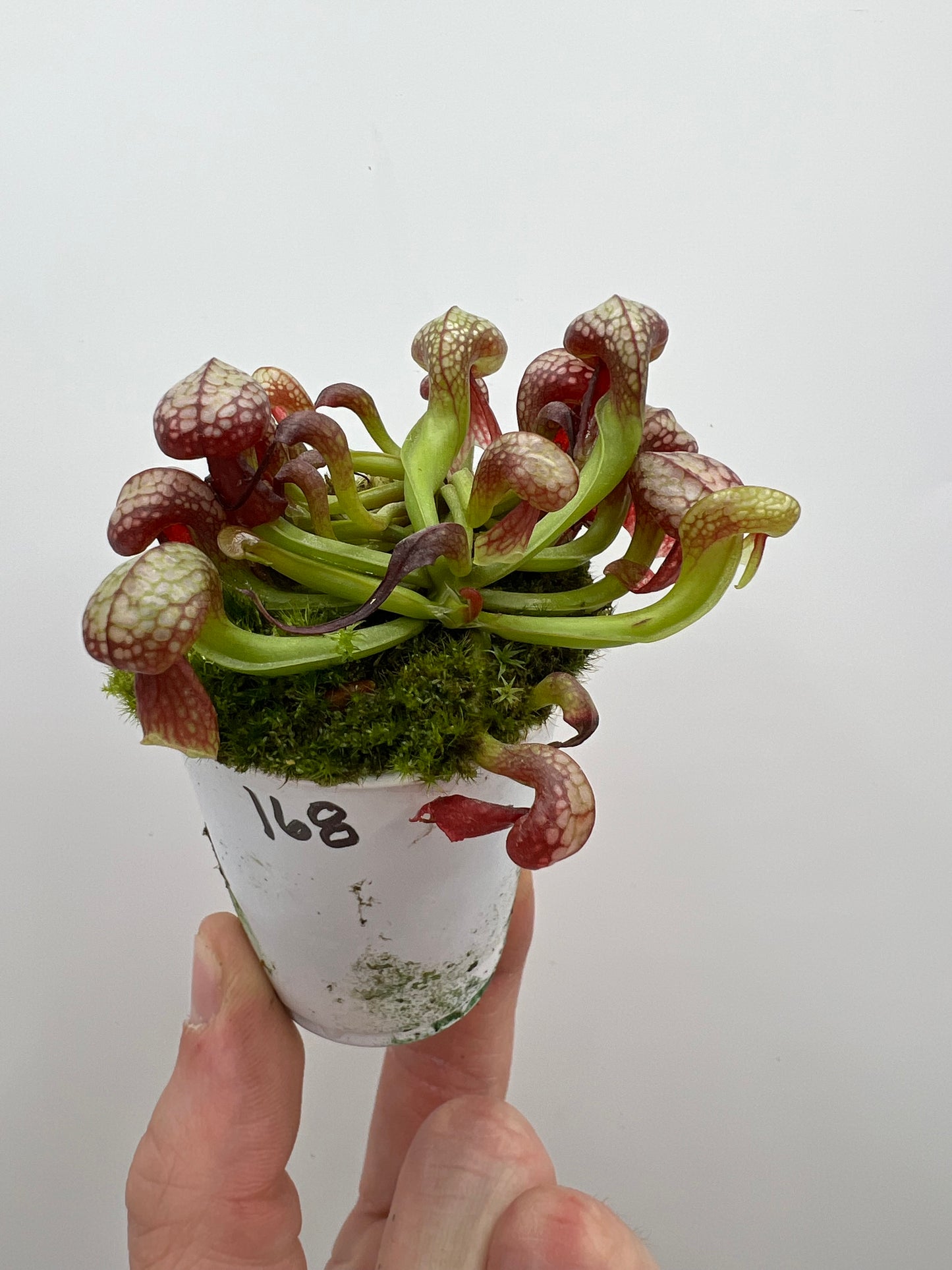 Darlingtonia californica (Cobra Pitcher Plant) - Seed Grown #168